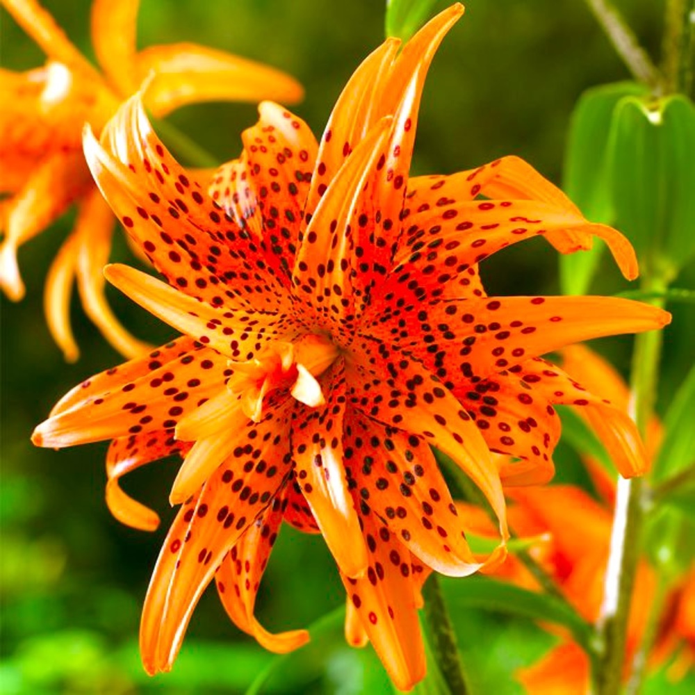 Welcome to TigerLily Loft.